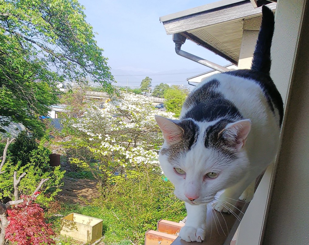 f:id:cloise:20210530232551j:plain