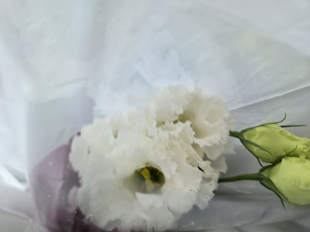 f:id:clonedsheep1022:20241005175201j:image