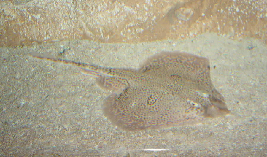 f:id:clord_mizusawa:20191111200355j:plain