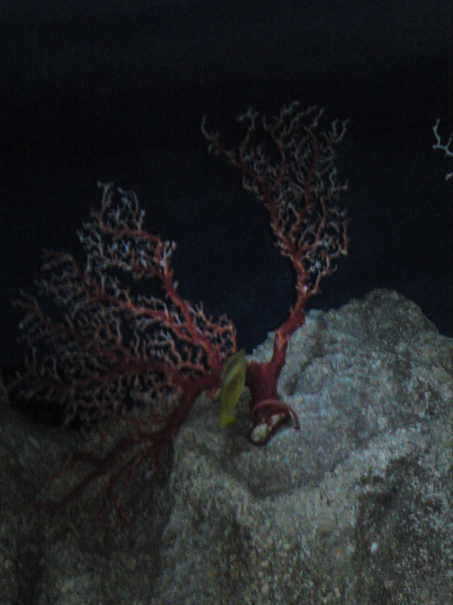 f:id:clord_mizusawa:20191113121303j:plain