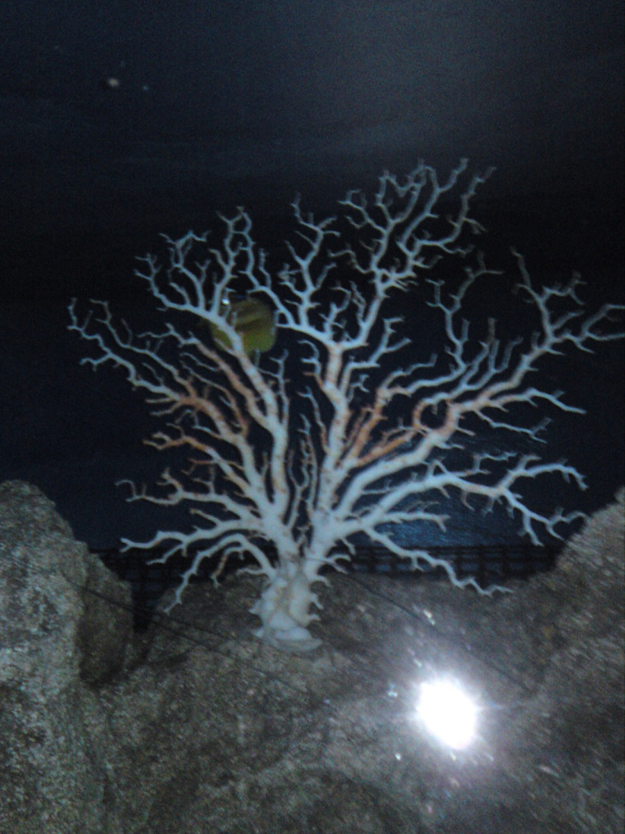 f:id:clord_mizusawa:20191113121454j:plain