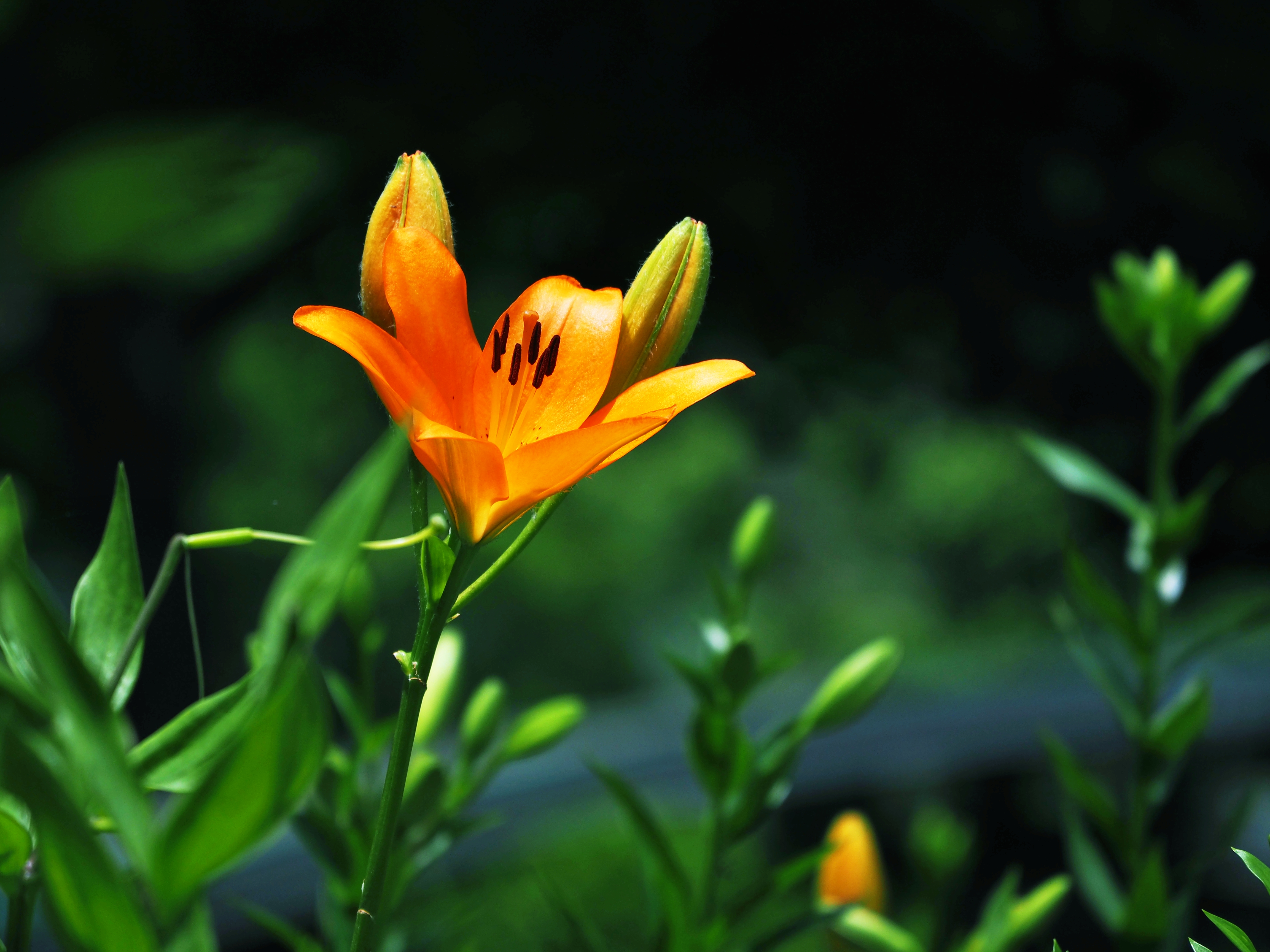 百合の花は - 月に叢雲 花に嵐