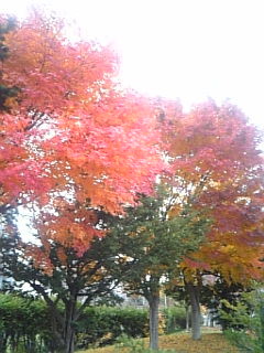 f:id:cloudy-is:20081116145500j:image