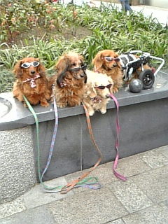 f:id:cloudy-is:20090418153747j:image f:id:cloudy-is:20090418153747j:image