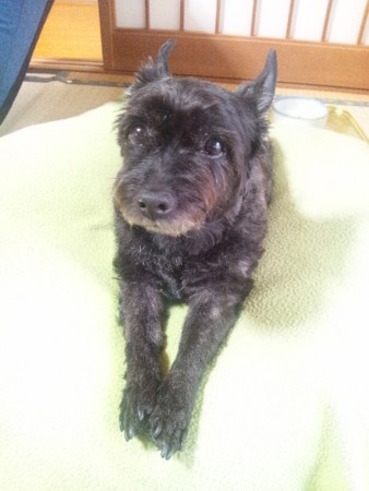 f:id:cloudy-is:20120502083853j:image