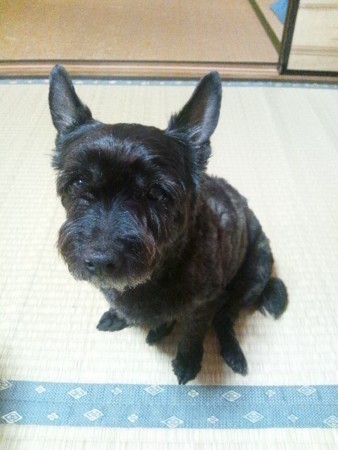 f:id:cloudy-is:20120504072532j:image