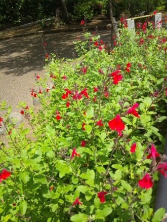 f:id:cloudy-is:20130602113037j:image