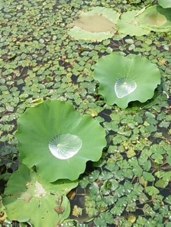 f:id:cloudy-is:20130826113652j:image