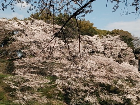 f:id:cloudy-is:20140405153432j:image