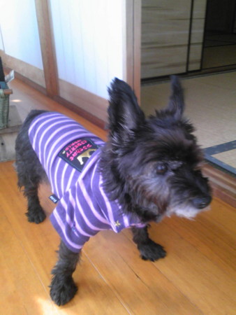 f:id:cloudy-is:20151021131000j:image