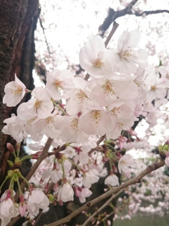 f:id:cloudy-is:20160403223016j:image