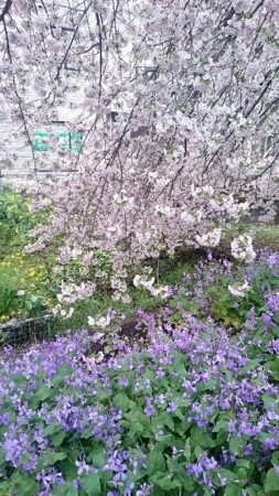 f:id:cloudy-is:20170408204949j:plain