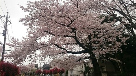 f:id:cloudy-is:20170408204951j:plain