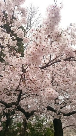 f:id:cloudy-is:20170408204953j:plain
