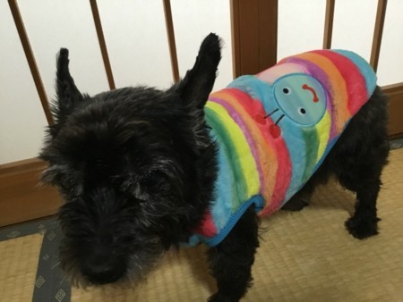 f:id:cloudy-is:20180203203936j:plain