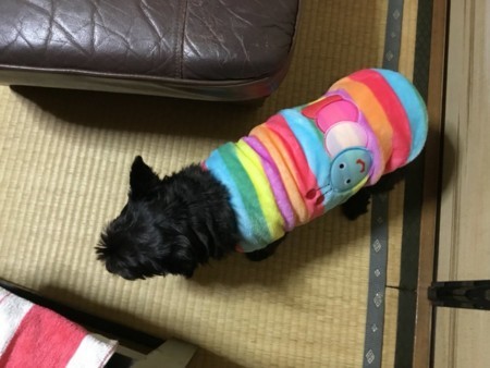 f:id:cloudy-is:20180203203942j:plain