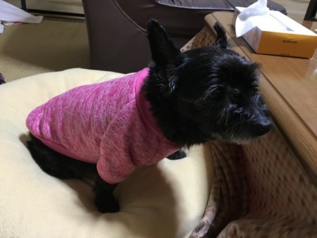 f:id:cloudy-is:20180203203948j:plain