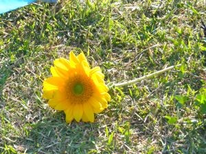 f:id:cloudy3:20100606062416j:image f:id:cloudy3:20100606062416j:image