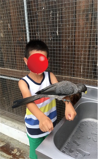 f:id:clover84:20180702102736j:image