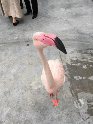 f:id:clover84:20180702102801j:image