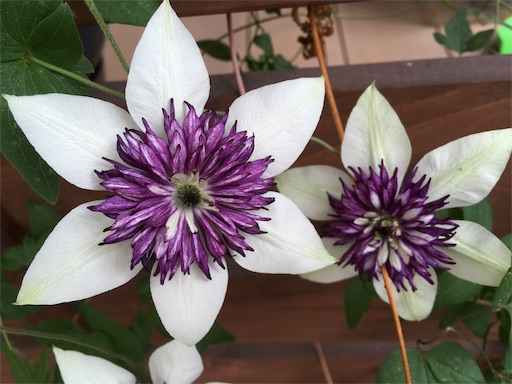 f:id:clover84:20190612135633j:image