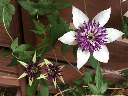 f:id:clover84:20190612135644j:image