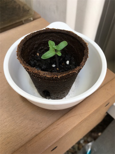 f:id:clover84:20190614121555j:image f:id:clover84:20190614121555j:image