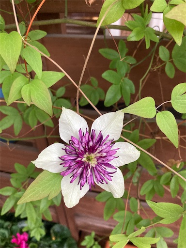 f:id:clover84:20220509123150j:image