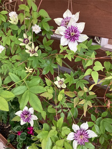 f:id:clover84:20220509123159j:image