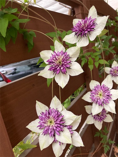 f:id:clover84:20220509123207j:image