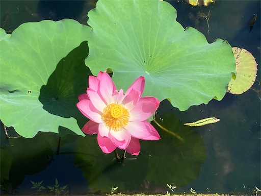 f:id:clover84:20220628124740j:image