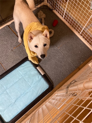 f:id:clover84:20221018115629j:image f:id:clover84:20221018115629j:image