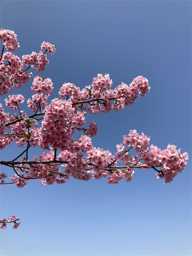 f:id:clover84:20230313122116j:image