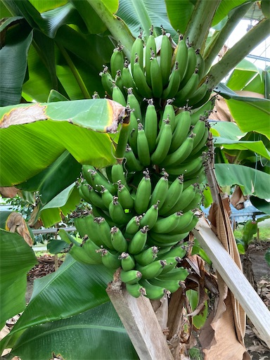 f:id:clover84:20230427122544j:image