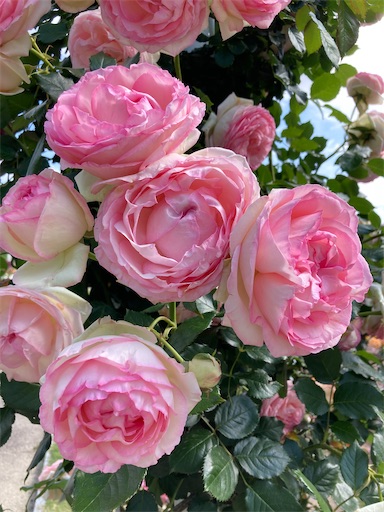 f:id:clover84:20230512122943j:image f:id:clover84:20230512122943j:image