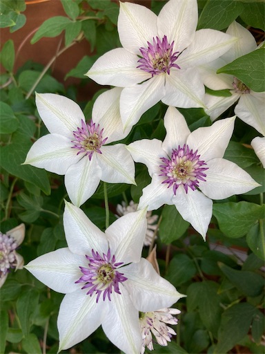 f:id:clover84:20250530123617j:image