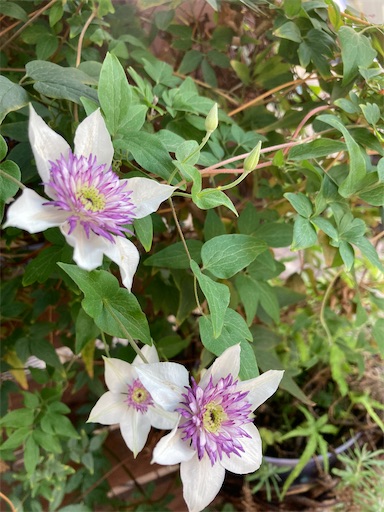 f:id:clover84:20250530123624j:image
