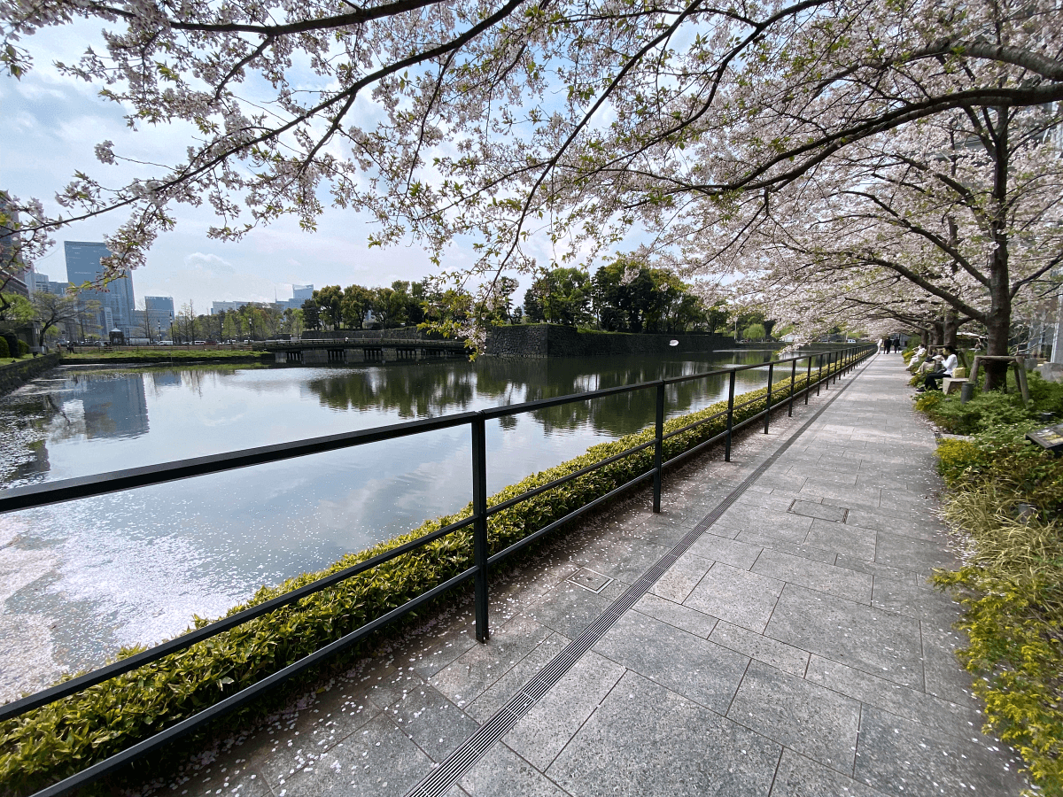 皇居の和田倉濠の桜