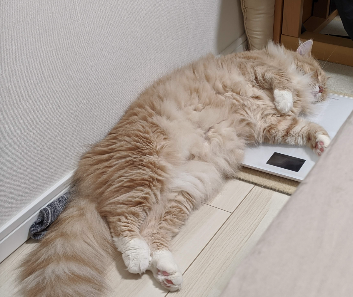 f:id:cloverrose:20210411220223p:plain