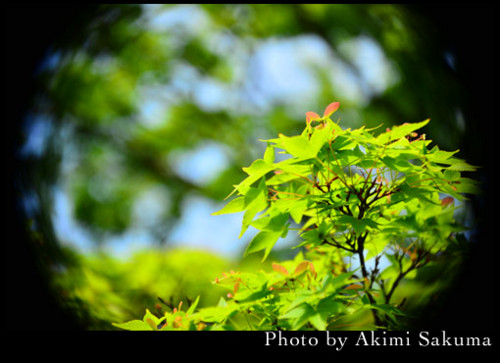 f:id:cloverxx:20140623000720j:image f:id:cloverxx:20140623000720j:image