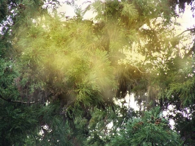 f:id:cloyoe:20190816000957j:plain