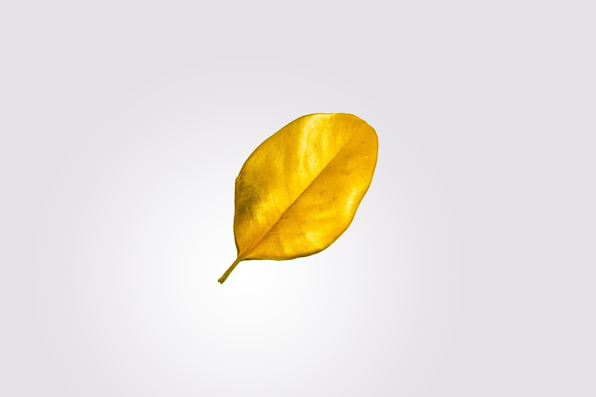f:id:clumsy_b:20200823204937j:plain f:id:clumsy_b:20200823204937j:plain