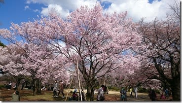 新宿御苑