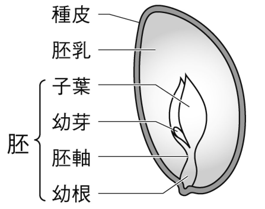 【小学生の理科入門(植物③)】有胚乳種子と無胚乳種子違い!? - CMOからのお知らせ