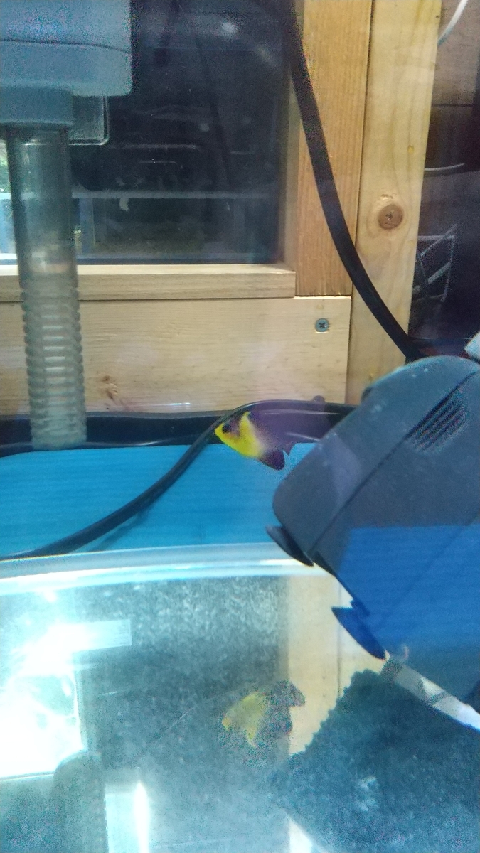 エラ病 統失に飼われているお魚かわいそう