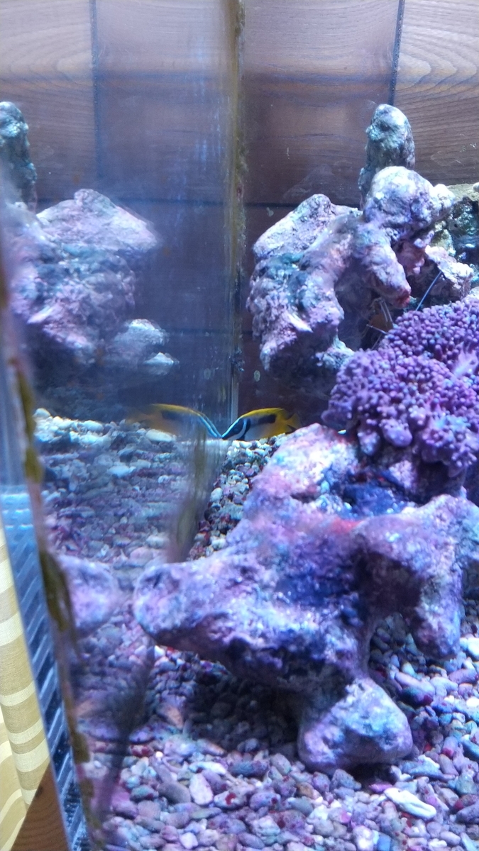 水流ポンプを買う 統失に飼われているお魚かわいそう