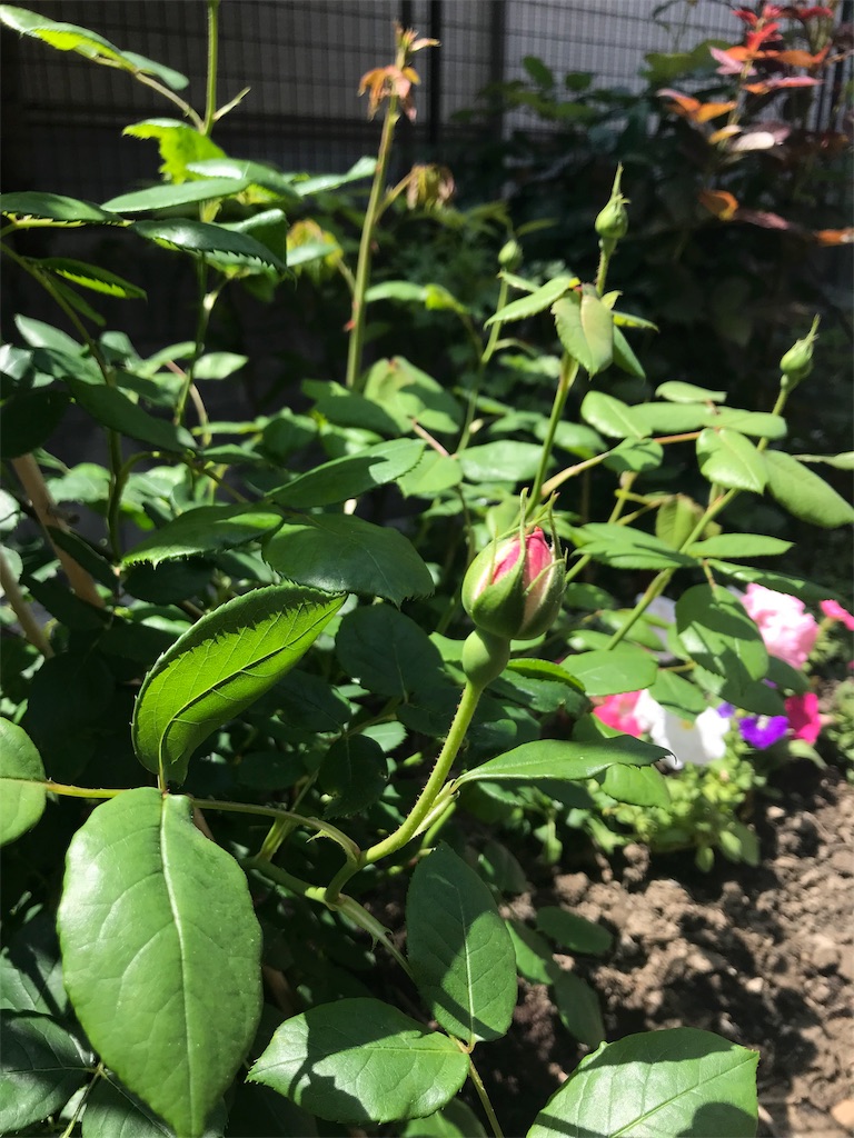 リピアーヒメイワダレソウの話 My Petit Happy Garden リピアーヒメイワダレソウの話 My Petit Happy Garden