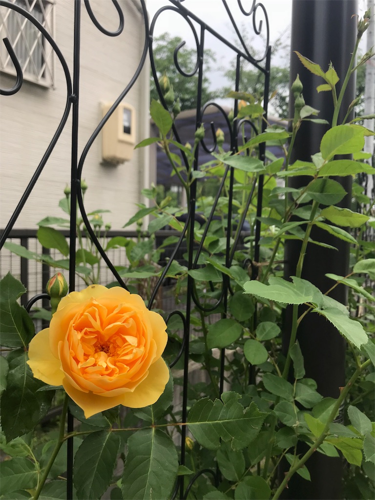 f:id:cmx60064:20180504112514j:image