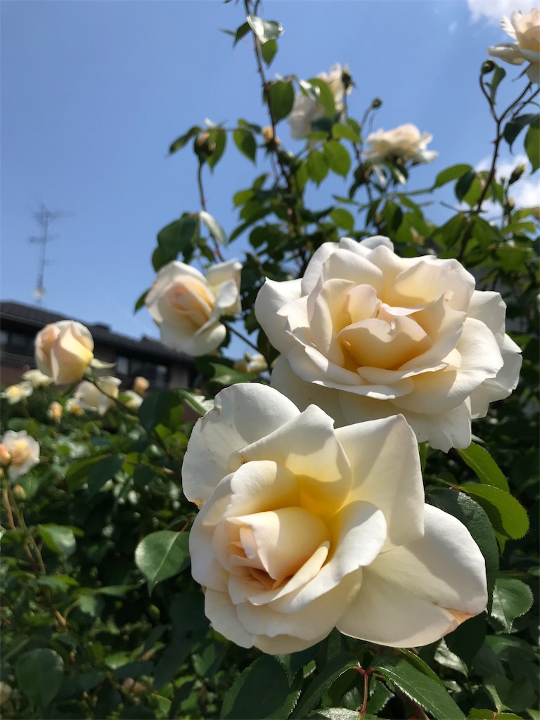 f:id:cmx60064:20180504115014j:image