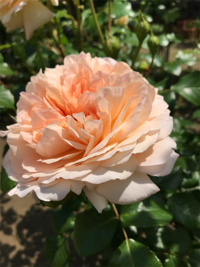 f:id:cmx60064:20180504115048j:image